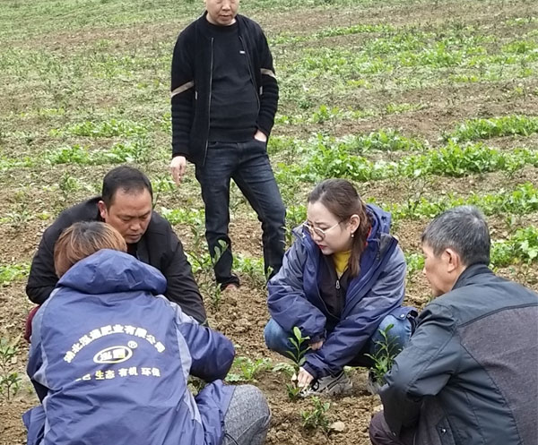 重慶酉陽茶葉基地